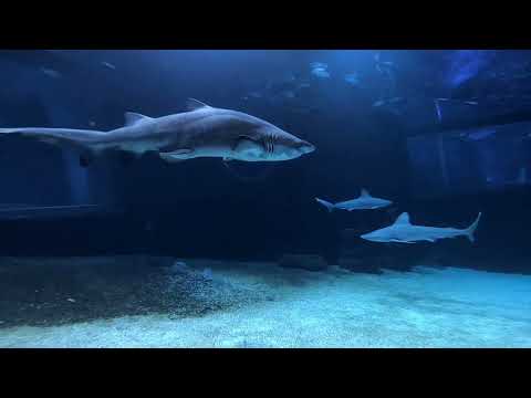 Dive with Sharks at Palma Aquarium, Mallorca