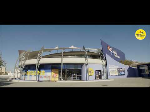 Palma Aquarium. Discover the magic of the deep