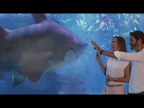 Shark Vision Boat de Palma Aquarium