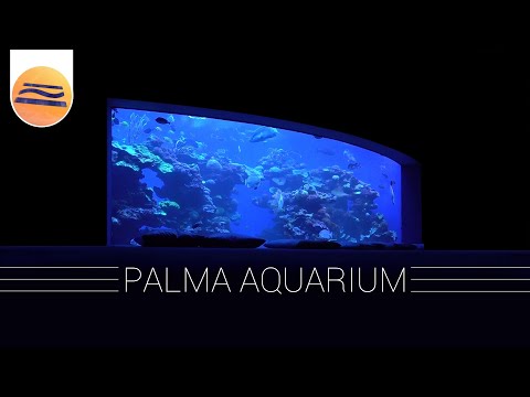 Palma Aquarium | Complete Tour | Mallorca