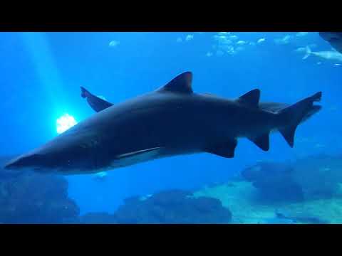 Im Palma Aquarium auf Mallorca gibt es das tiefste Haifischbecken Europas!